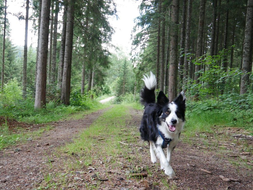 Hund im Hochschwarzwald